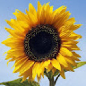 Meet your Posher, Valerie